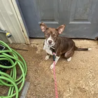 Jaz, a female American Pit Bull Terrier for sale in Carthage, MS – Photo 2 of 3