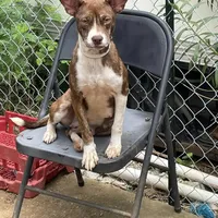 Jaz, a female American Pit Bull Terrier for sale in Carthage, MS – Photo 1 of 3