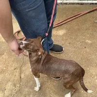Jaz, a female American Pit Bull Terrier for sale in Carthage, MS – Photo 3 of 3