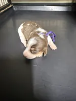 Female 2 , a female Miniature Dachshund for sale in Carthage, MS – 2 of 5