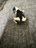 Boy 4, a male Miniature Dachshund for sale in Carthage, MS – 2 of 3