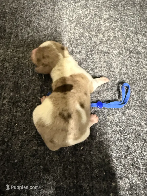 Boy 2 – Miniature Dachshund puppy on hold in Carthage, MS