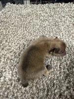Male B, a male Pomeranian for sale in Carthage, MS – 3 of 6