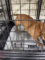 Cookie, a female Miniature Dachshund for sale in Carthage, MS – 4 of 6
