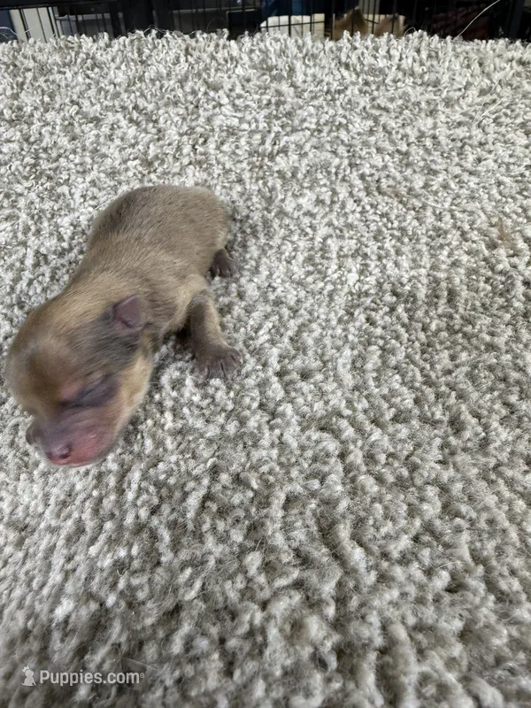 Male B – Pomeranian puppy for sale in Carthage, MS