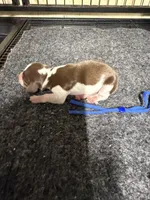 Boy 1, a male Miniature Dachshund for sale in Carthage, MS – 2 of 6