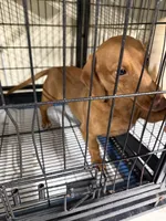 Cookie, a female Miniature Dachshund for sale in Carthage, MS – 1 of 6