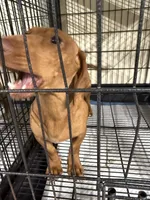 Cookie, a female Miniature Dachshund for sale in Carthage, MS – 5 of 6