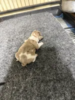 Boy 3, a male Miniature Dachshund for sale in Carthage, MS – 4 of 4