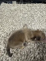 Male B, a male Pomeranian for sale in Carthage, MS – 5 of 6