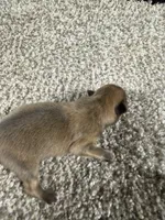 Male B, a male Pomeranian for sale in Carthage, MS – 2 of 6