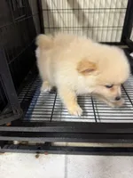 Boy B, a male Pomeranian for sale in Carthage, MS – Photo 3 of 3