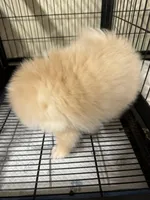 Boy B, a male Pomeranian for sale in Carthage, MS – Photo 2 of 3