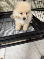 Boy B, a male Pomeranian for sale in Carthage, MS – Photo 1 of 3