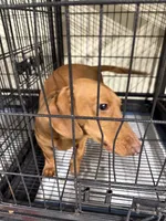 Cookie, a female Miniature Dachshund for sale in Carthage, MS – 6 of 6