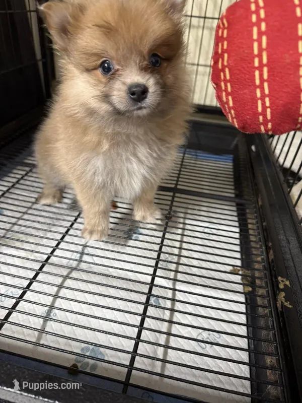 Girl A, a female Pomeranian for sale in Carthage, MS – Photo 1 of 5
