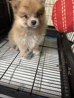 Girl A, a female Pomeranian for sale in Carthage, MS – Photo 1 of 5