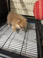 Girl A, a female Pomeranian for sale in Carthage, MS – Photo 2 of 5