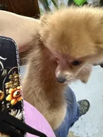 Girl A, a female Pomeranian for sale in Carthage, MS – 9 of 10