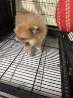 Girl A, a female Pomeranian for sale in Carthage, MS – Photo 4 of 5