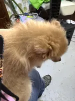 Girl A, a female Pomeranian for sale in Carthage, MS – 10 of 10