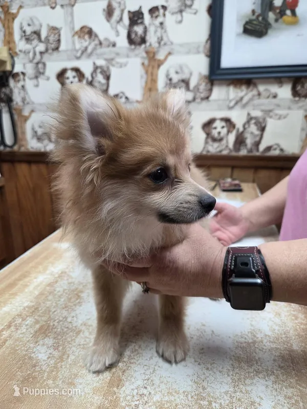 Girl A – Pomeranian puppy for sale in Carthage, MS