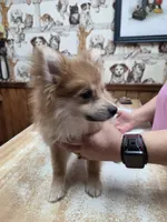 Girl A, a female Pomeranian for sale in Carthage, MS – 1 of 10