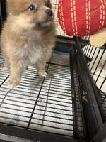 Girl A, a female Pomeranian for sale in Carthage, MS – Photo 3 of 5