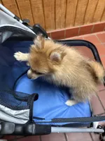 Girl A, a female Pomeranian for sale in Carthage, MS – 3 of 10