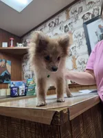 Girl A, a female Pomeranian for sale in Carthage, MS – 2 of 10
