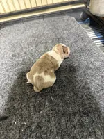 Boy 3, a male Miniature Dachshund for sale in Carthage, MS – 3 of 4