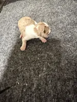 Boy 3, a male Miniature Dachshund for sale in Carthage, MS – 2 of 4