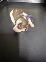 Female 2 , a female Miniature Dachshund for sale in Carthage, MS – 4 of 5