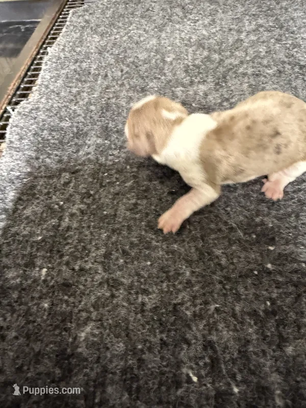 Boy 3 – Miniature Dachshund puppy for sale in Carthage, MS