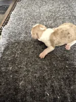 Boy 3, a male Miniature Dachshund for sale in Carthage, MS – 1 of 4