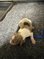 Boy 2, a male Miniature Dachshund for sale in Carthage, MS – 4 of 4