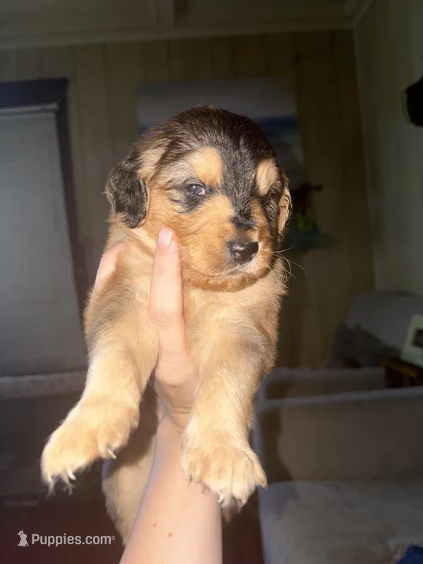 Brownie – Siberian Husky, Miniature Goldendoodle puppy for sale in Sandusky, OH