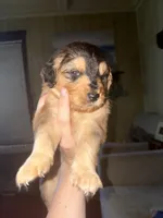 Brownie, a female Siberian Husky and Miniature Goldendoodle for sale in Sandusky, OH – 1 of 3
