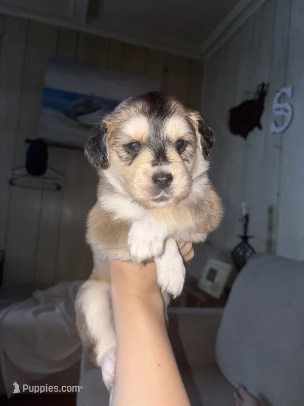 Tootsie  – Siberian Husky, Miniature Goldendoodle puppy for sale in Sandusky, OH