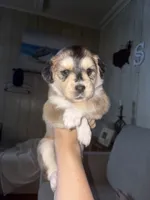 Tootsie , a female Siberian Husky and Miniature Goldendoodle for sale in Sandusky, OH – 1 of 3