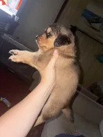 Brownie, a female Siberian Husky and Miniature Goldendoodle for sale in Sandusky, OH – 2 of 3