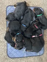 brutus, a  Rottweiler for sale in Toms River, NJ – Photo 2 of 6