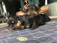 brutus, a  Rottweiler for sale in Toms River, NJ – Photo 3 of 6