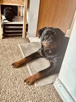brutus, a  Rottweiler for sale in Toms River, NJ – Photo 6 of 6