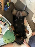 brutus, a  Rottweiler for sale in Toms River, NJ – Photo 4 of 6