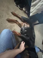 brutus, a  Rottweiler for sale in Toms River, NJ – Photo 5 of 6