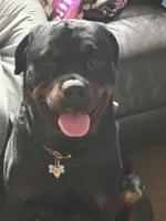 Penny , a  Rottweiler for sale in Toms River, NJ – Photo 2 of 8