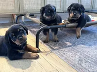 Penny , a  Rottweiler for sale in Toms River, NJ – Photo 1 of 8