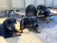 Penny , a  Rottweiler for sale in Toms River, NJ – Photo 7 of 8