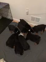 Penny , a  Rottweiler for sale in Toms River, NJ – Photo 8 of 8